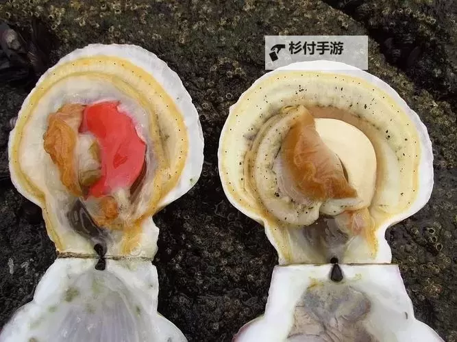 在把腿张大点我就可以吃到扇贝了——一段海鲜的奇幻冒险图2