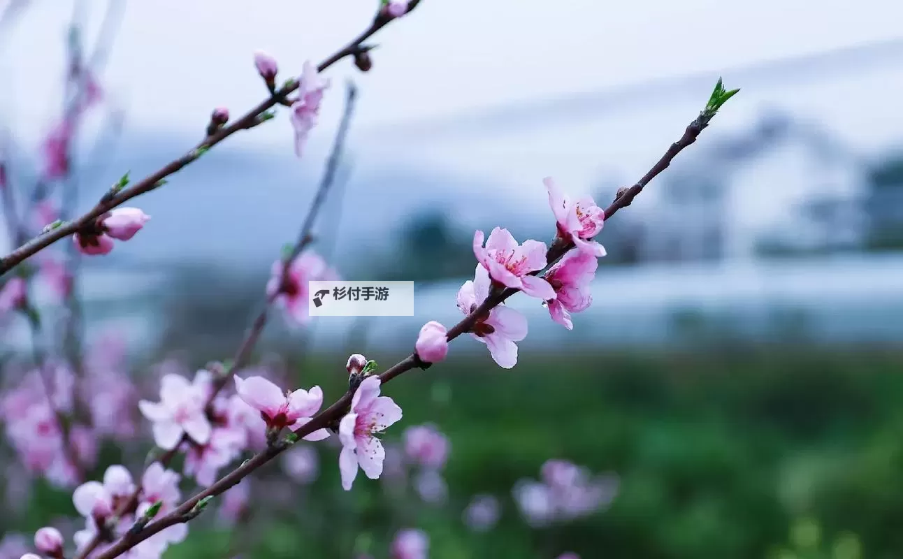 尽享春日盛景:桃花tv.直播带你领略桃花绽放的唯美瞬间图1