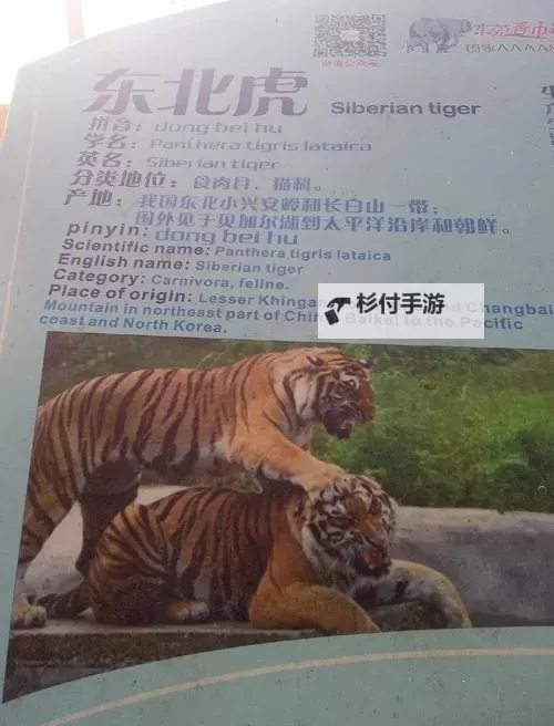 探索四虎亚洲精品:详解其背景与特色图2