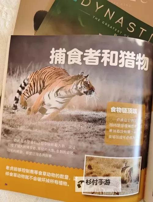 探索四虎亚洲精品:详解其背景与特色图1
