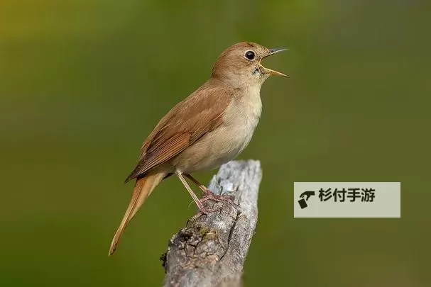 新旧约有声圣经免费听：圣经故事随时随地畅享灵性之旅图1