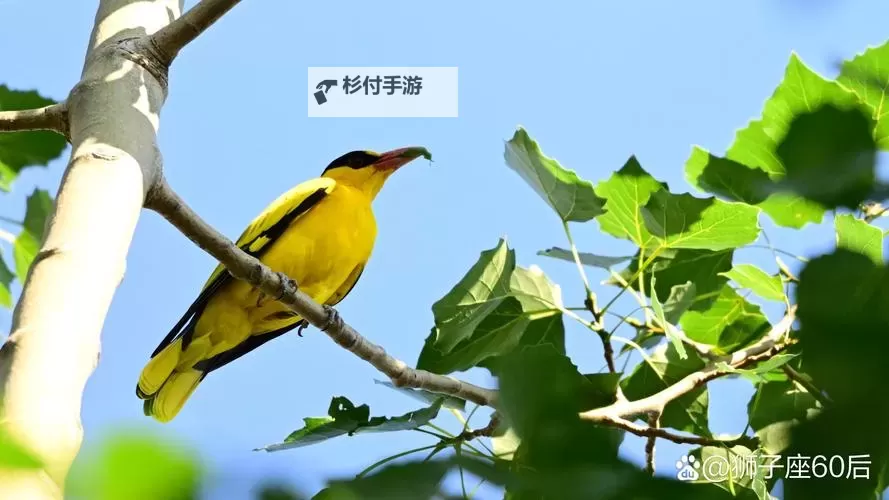 造梦三玉净瓶可以卡变速吗？详细解析与实测结果图2