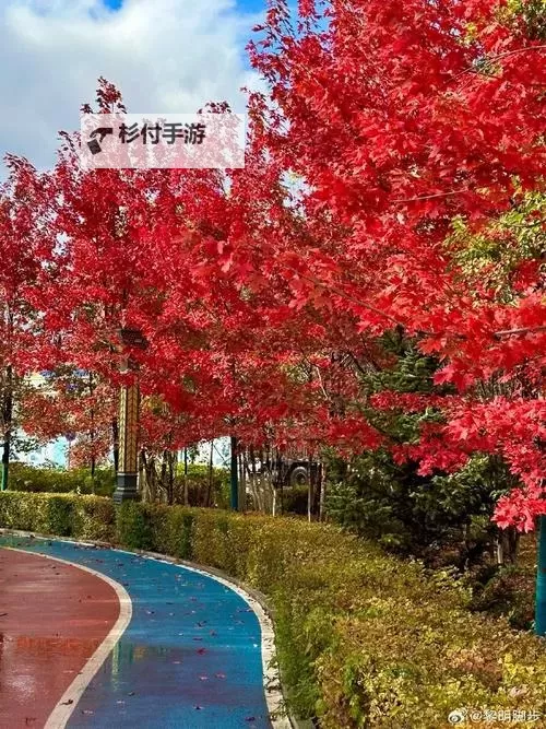 我追寻了多年的梦想,终于得到了母亲的温暖图1