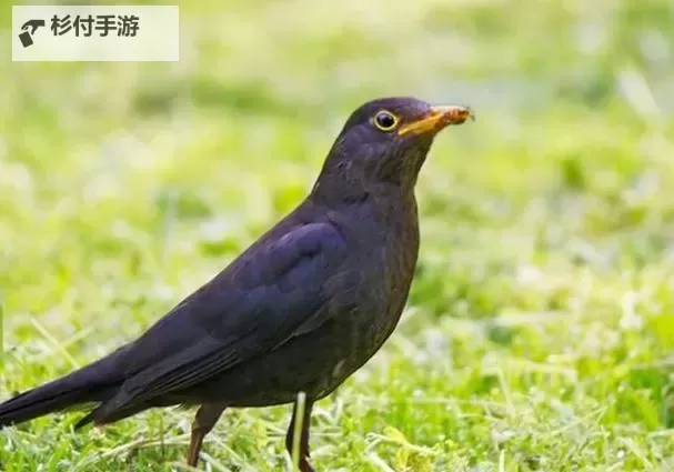 造梦三玉净瓶可以卡变速吗？详细解析与实测结果图1