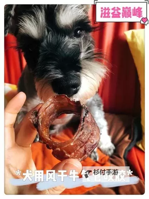 动物胶配方高清免费看：详细教程与实用指南图1