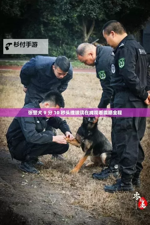 张警官9分10秒头撞玻璃:勇敢追踪事件的关键瞬间图1