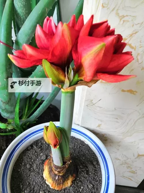 紫红的巨大顶开花心:绽放在春日里的奇幻景象图1