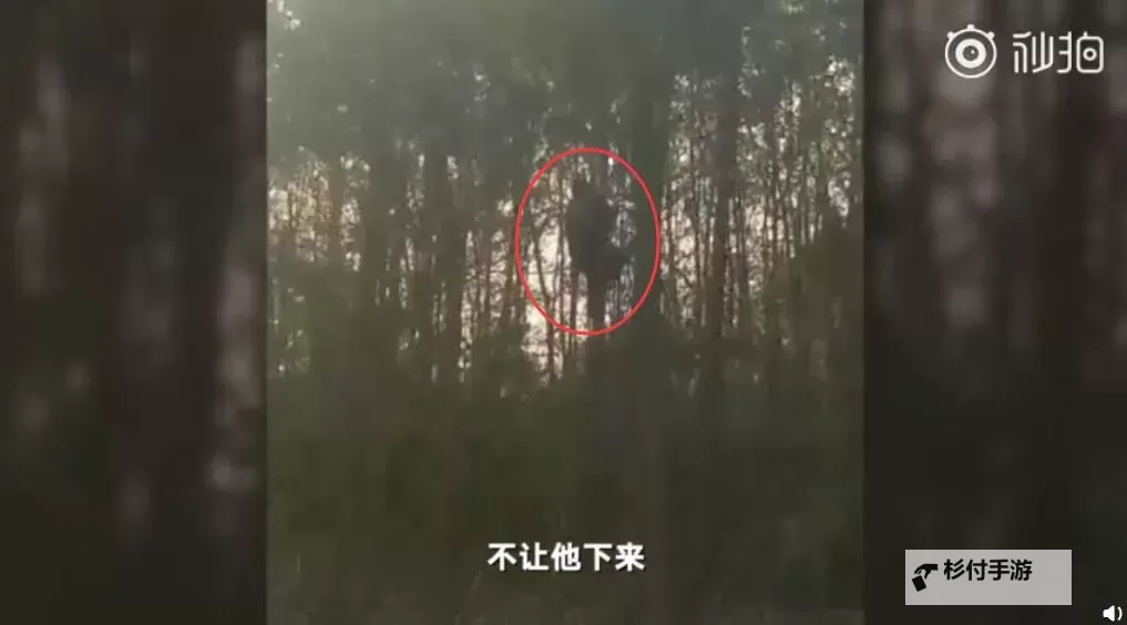 主人被自家牛怼上树，僵持长达3小时令人哭笑不得图1