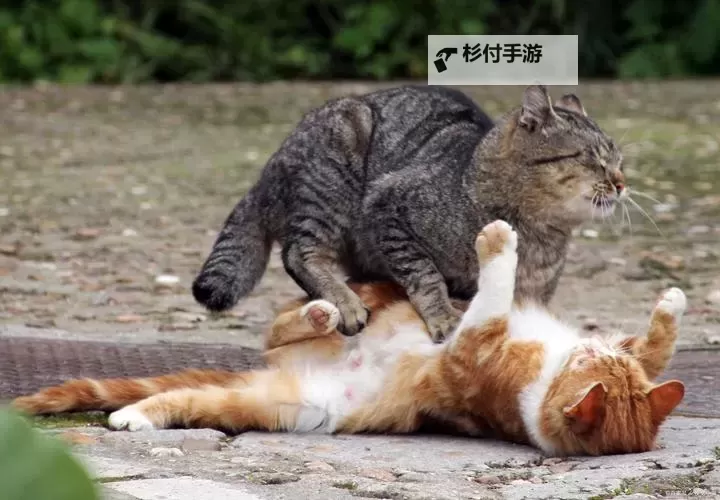 探索猫扑两性午夜视频:激情与情色的真实呈现图1