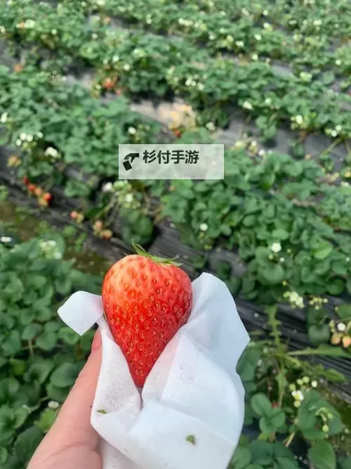 掰开腿看草莓:一场别样的甜蜜诱惑图1