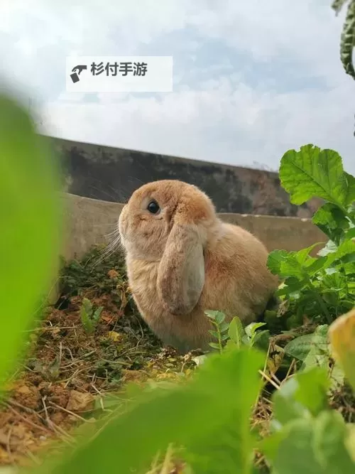 音乐老师的兔子又大又圆:童趣中的音乐世界探索图1
