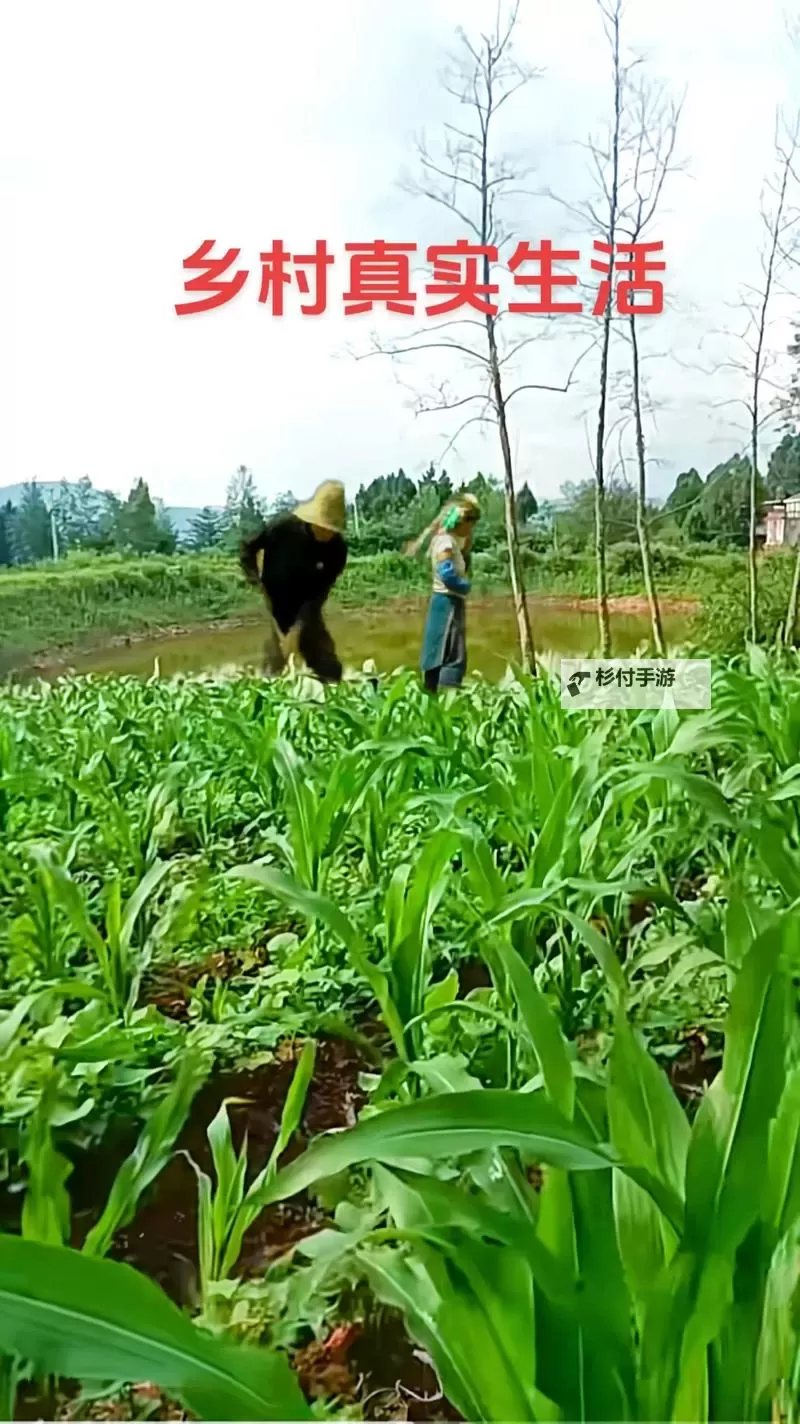 玉米地刮伦:乡村里的传统习俗与现代变迁图1