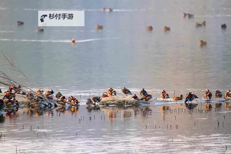 四虎影库野鸭：探索自然之美的精彩瞬间图1