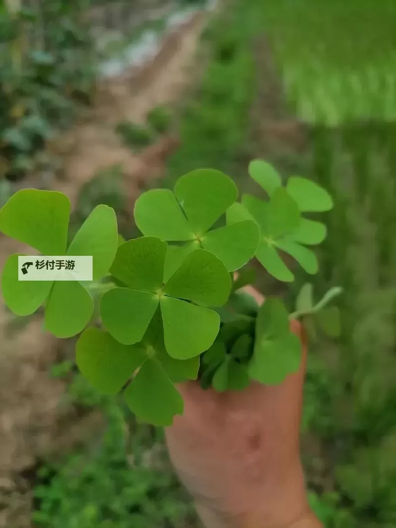 探索自然之美:四色草视频带你领略四季变换的奇幻画卷图1