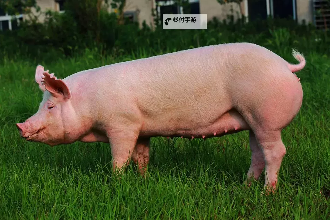 探索欧美Z00猪XXX：现代养殖技术与产业创新新趋势图1