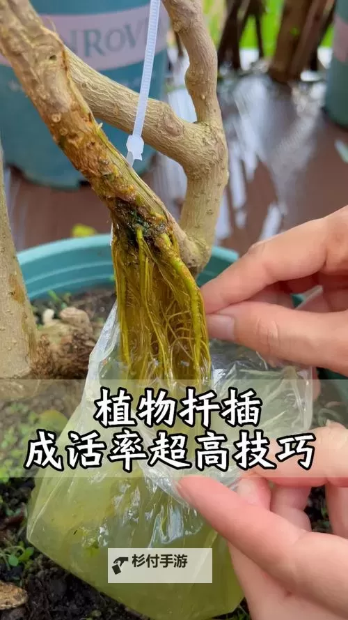 探索全面指南：欧式45种扦插方式图片欣赏与操作技巧图2