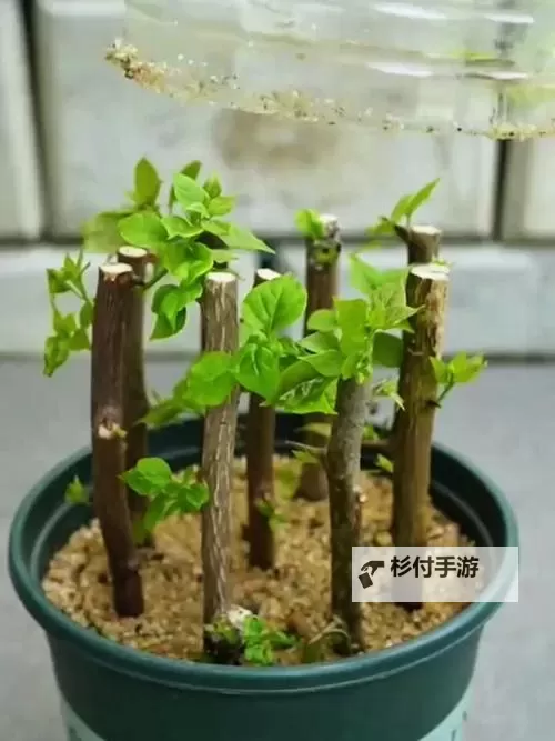 探索全面指南：欧式45种扦插方式图片欣赏与操作技巧图1