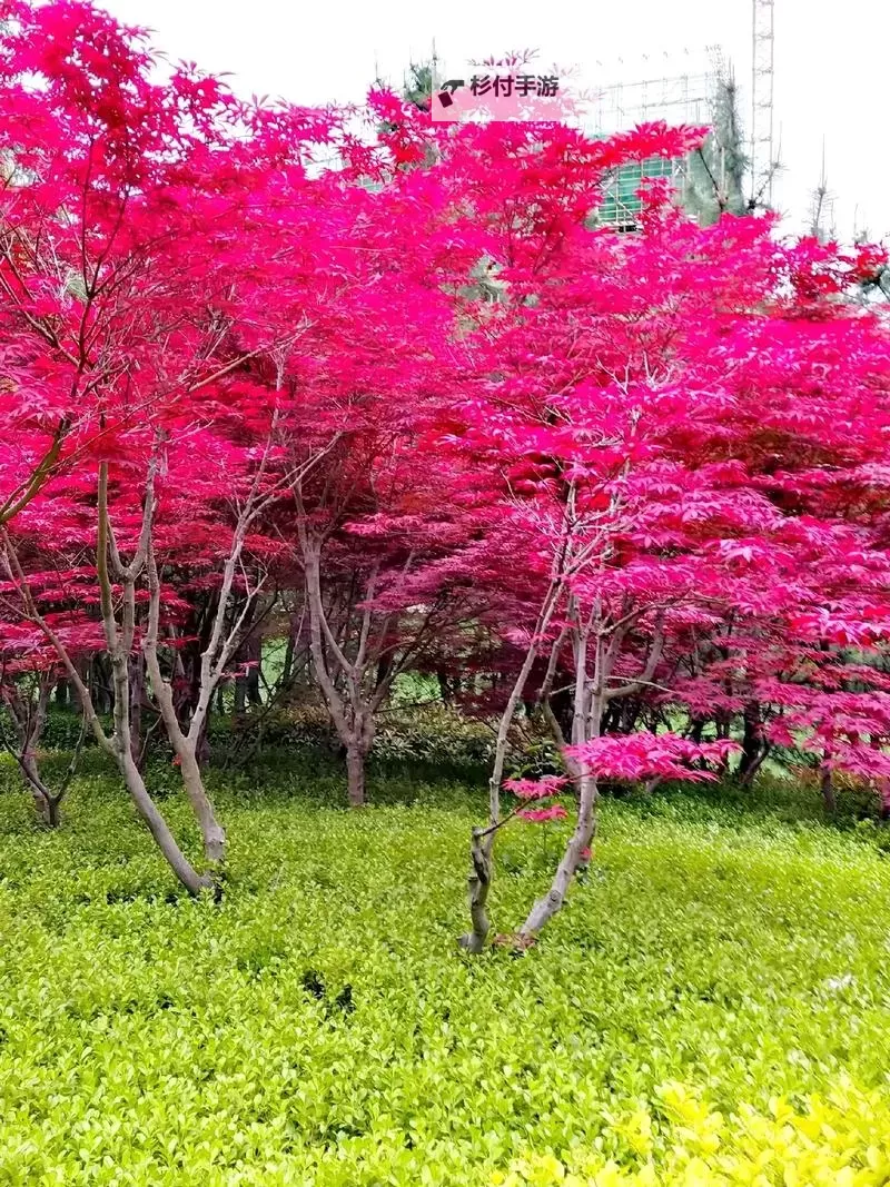 色五月二：青春绽放的色彩盛宴图1