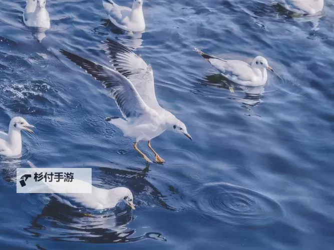 做嗳嗳免费视频：最新高清内容推荐图1