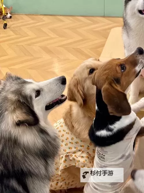 在破房子里和狗做:一段奇异的相伴时光图1