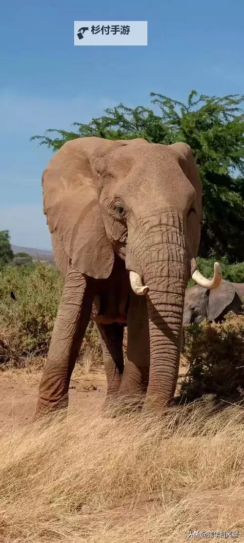 水莓100在线永久防免费视频:完整观看指南与最新资源推荐图1