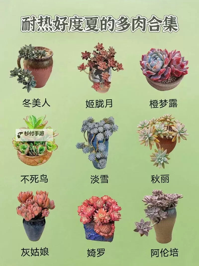 整篇都是车的多肉1V2推荐：从车型灵感到养护秘笈的全方位解读图1