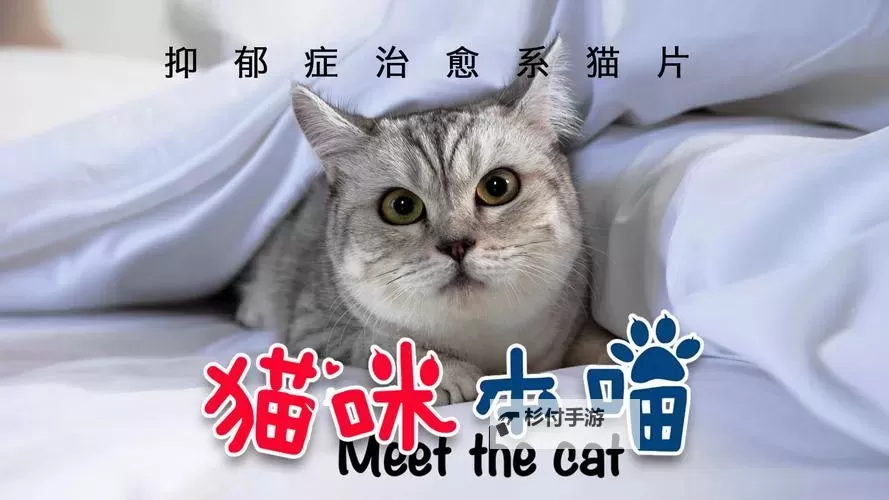 猫咪成人在线电影:宠物互动的新奇体验图1