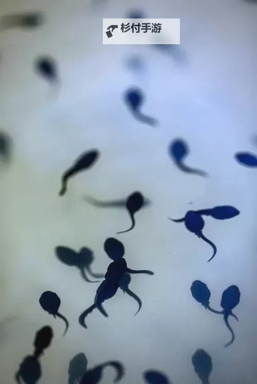 池塘光影录：九色 蝌蚪 视频 的蜕变之歌图1